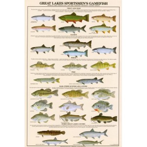 Great Lakes Sportman's Game Fish Art Print - 24x36   